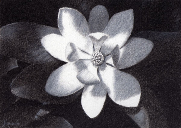 magnolia flower charcoal drawing of a magnolia flower